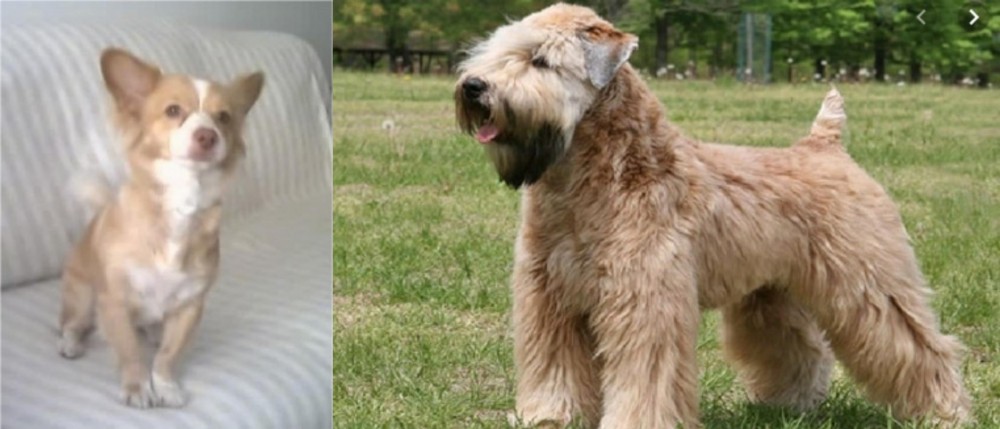 Wheaten Terrier vs Alopekis - Breed Comparison