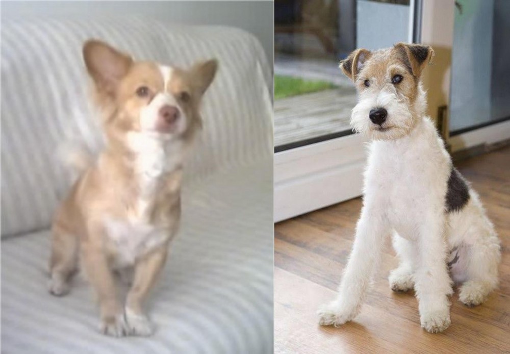 Wire Fox Terrier vs Alopekis - Breed Comparison