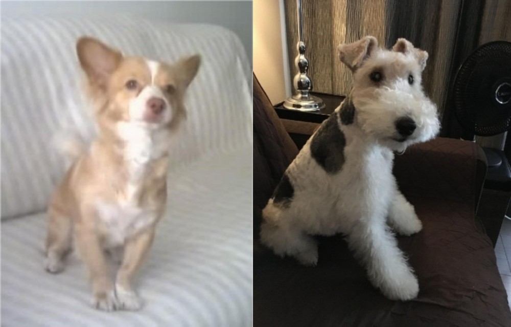 Wire Haired Fox Terrier vs Alopekis - Breed Comparison