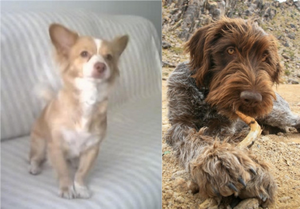 Wirehaired Pointing Griffon vs Alopekis - Breed Comparison