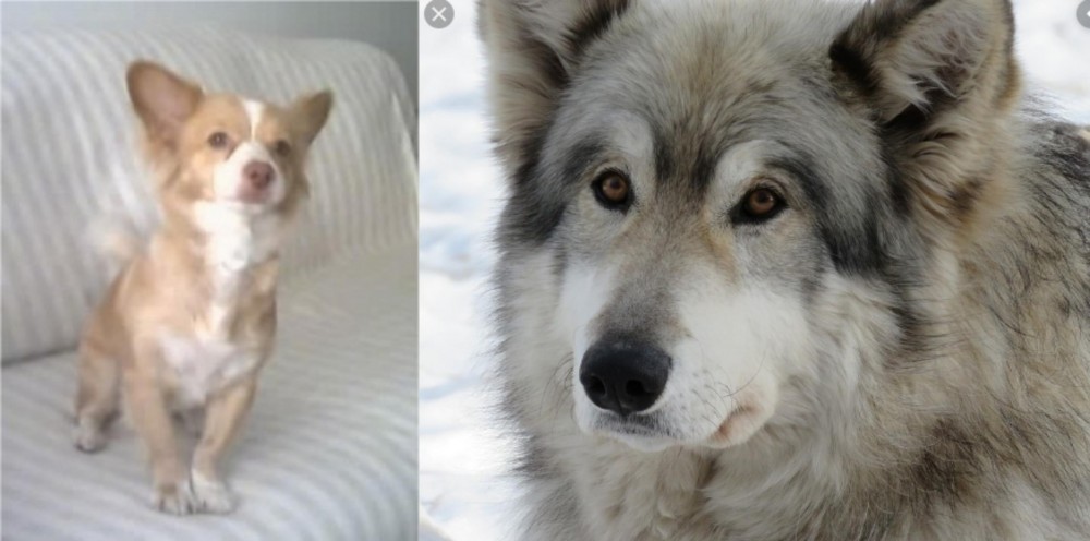 Wolfdog vs Alopekis - Breed Comparison