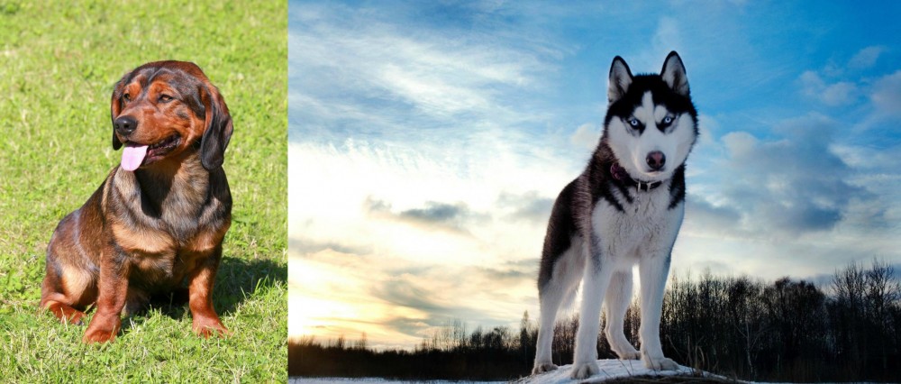 Alaskan Husky vs Alpine Dachsbracke - Breed Comparison