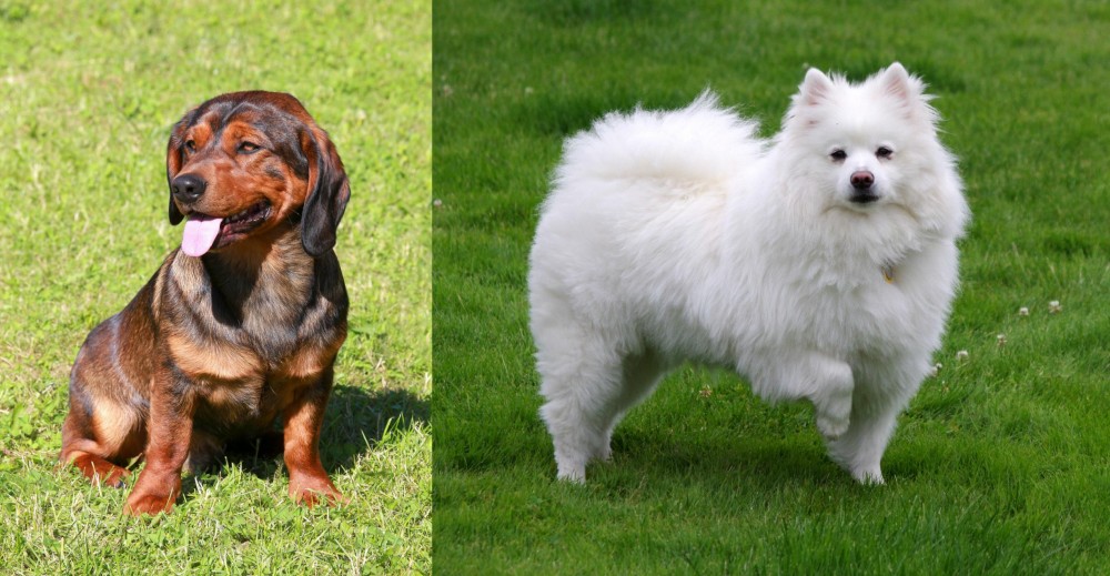 American Eskimo Dog vs Alpine Dachsbracke - Breed Comparison