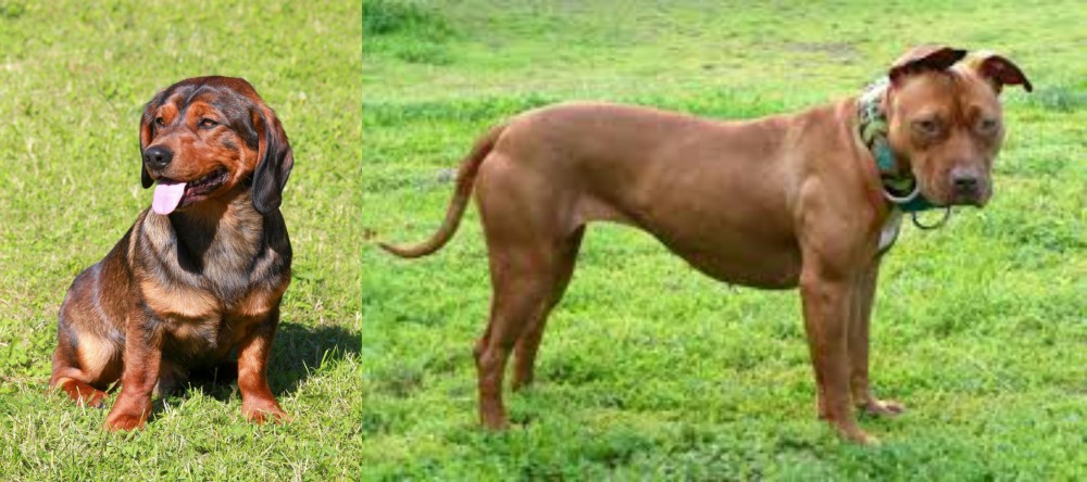 American Pit Bull Terrier vs Alpine Dachsbracke - Breed Comparison