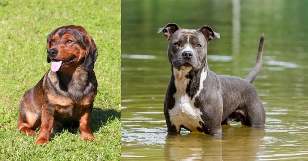 American Staffordshire Terrier vs Alpine Dachsbracke - Breed Comparison