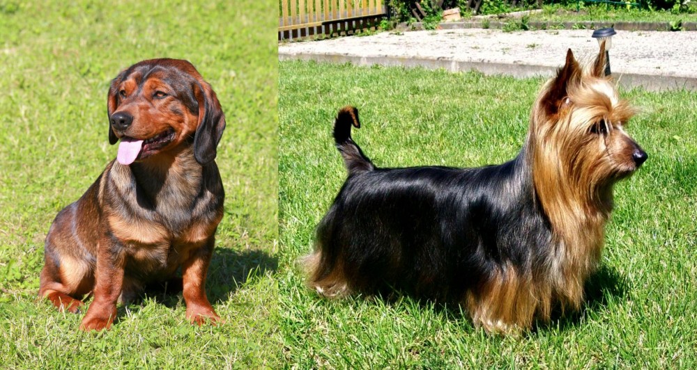 Australian Silky Terrier vs Alpine Dachsbracke - Breed Comparison