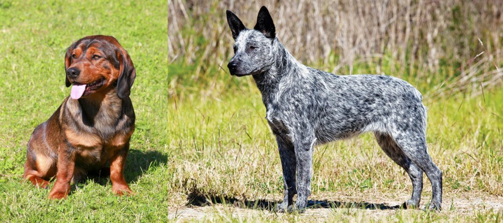 Australian Stumpy Tail Cattle Dog vs Alpine Dachsbracke - Breed Comparison