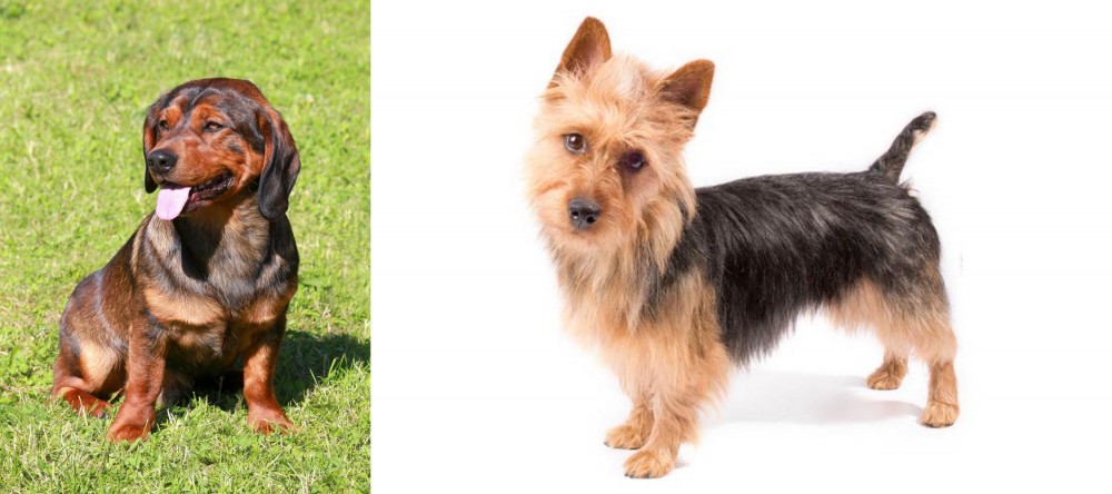 Australian Terrier vs Alpine Dachsbracke - Breed Comparison