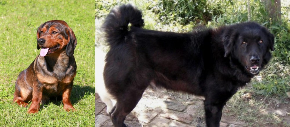 Bakharwal Dog vs Alpine Dachsbracke - Breed Comparison