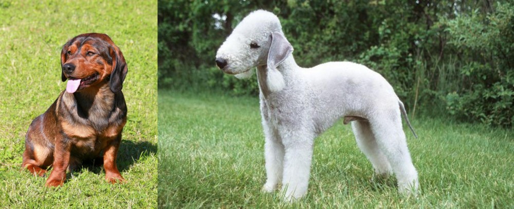Bedlington Terrier vs Alpine Dachsbracke - Breed Comparison