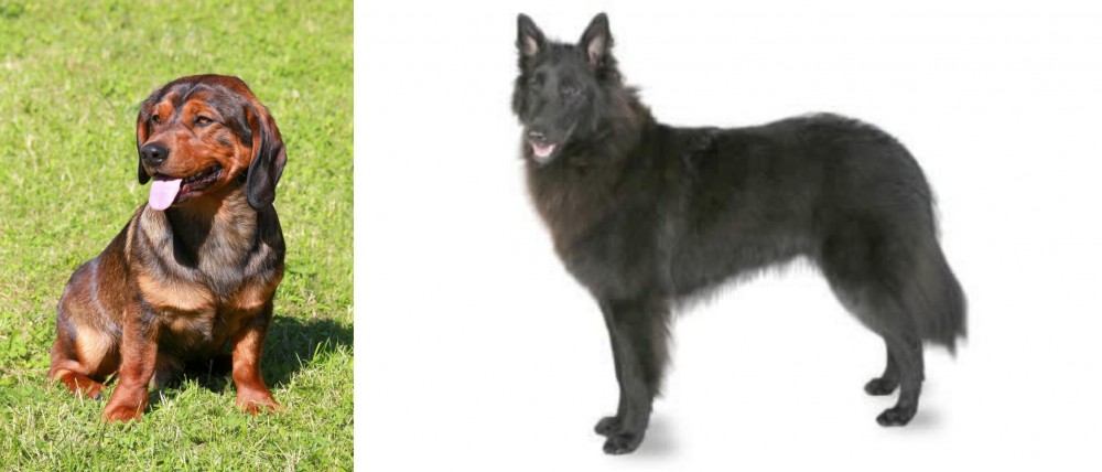 Belgian Shepherd vs Alpine Dachsbracke - Breed Comparison