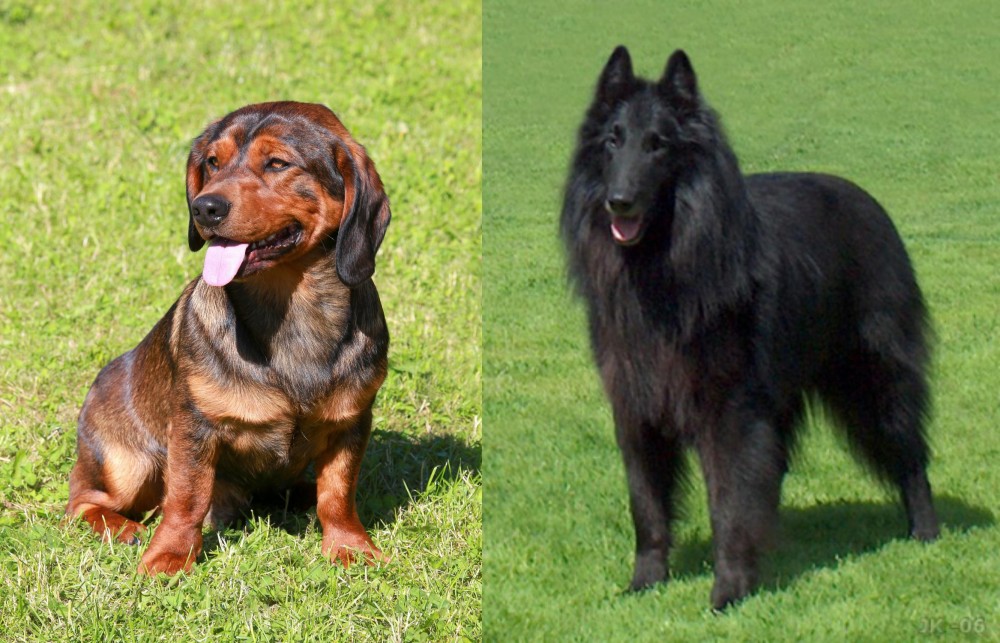 Belgian Shepherd Dog (Groenendael) vs Alpine Dachsbracke - Breed Comparison