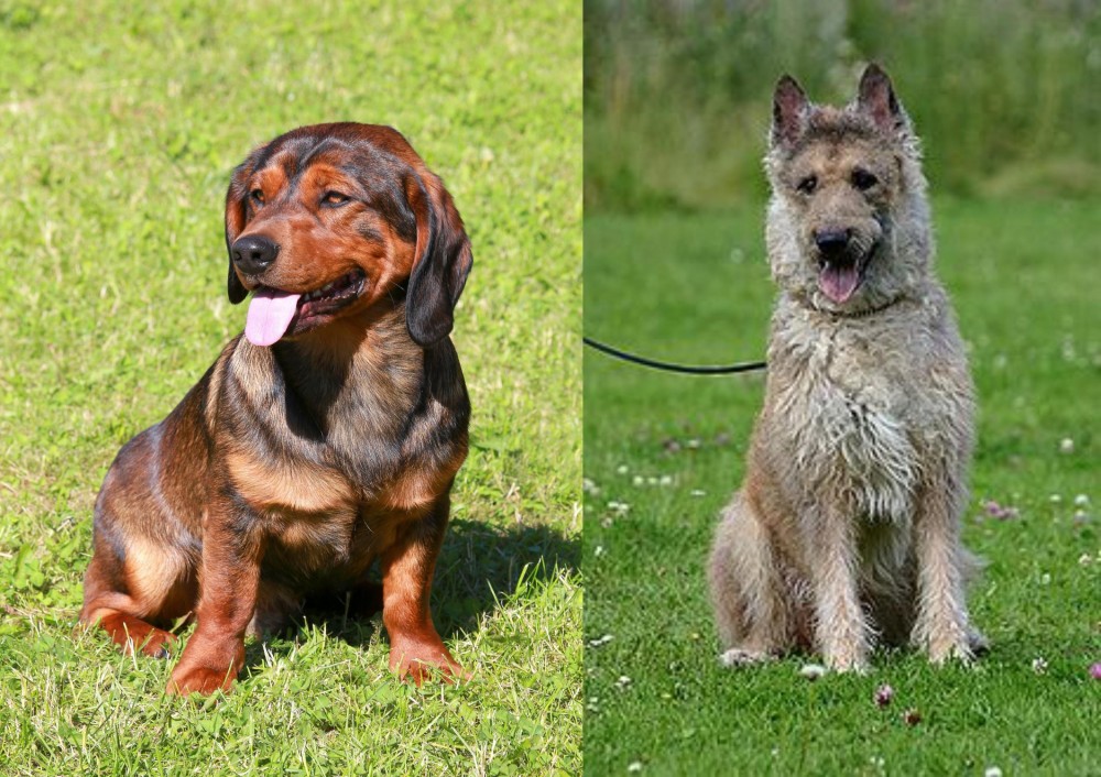 Belgian Shepherd Dog (Laekenois) vs Alpine Dachsbracke - Breed Comparison