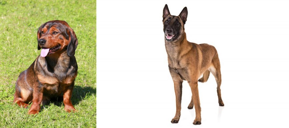 Belgian Shepherd Dog (Malinois) vs Alpine Dachsbracke - Breed Comparison