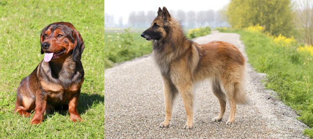 Belgian Shepherd Dog (Tervuren) vs Alpine Dachsbracke - Breed Comparison