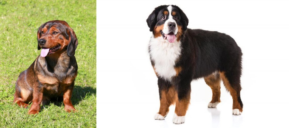 Bernese Mountain Dog vs Alpine Dachsbracke - Breed Comparison
