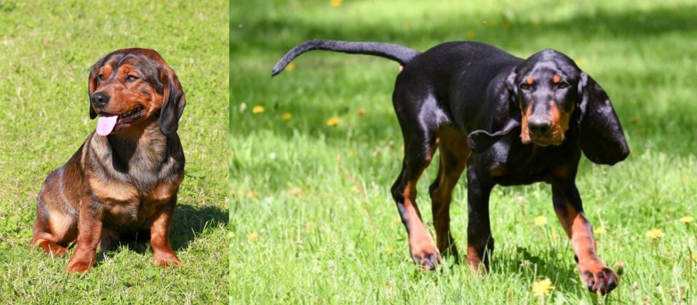Black and Tan Coonhound vs Alpine Dachsbracke - Breed Comparison
