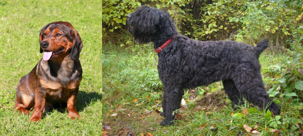 Black Russian Terrier vs Alpine Dachsbracke - Breed Comparison