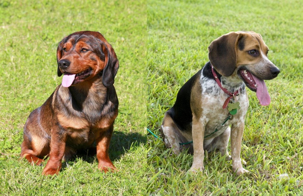 Bluetick Beagle vs Alpine Dachsbracke - Breed Comparison