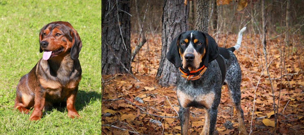 Bluetick Coonhound vs Alpine Dachsbracke - Breed Comparison