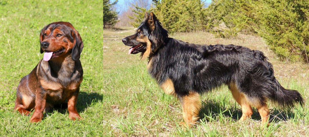 Bohemian Shepherd vs Alpine Dachsbracke - Breed Comparison
