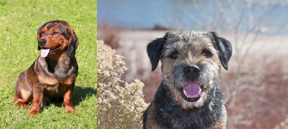 Border Terrier vs Alpine Dachsbracke - Breed Comparison