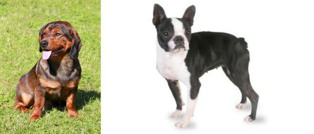 Boston Terrier vs Alpine Dachsbracke - Breed Comparison