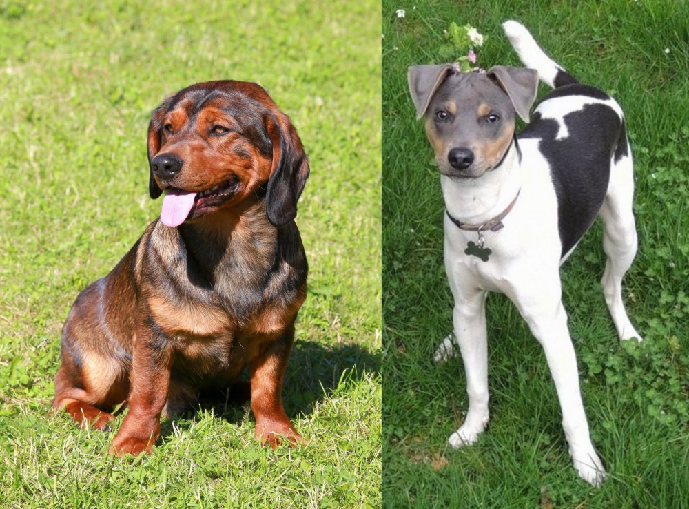 Brazilian Terrier vs Alpine Dachsbracke - Breed Comparison