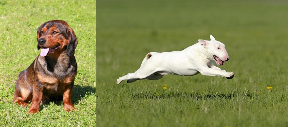 Bull Terrier vs Alpine Dachsbracke - Breed Comparison