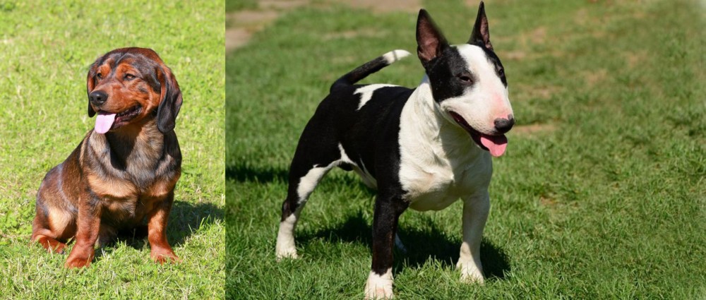 Bull Terrier Miniature vs Alpine Dachsbracke - Breed Comparison