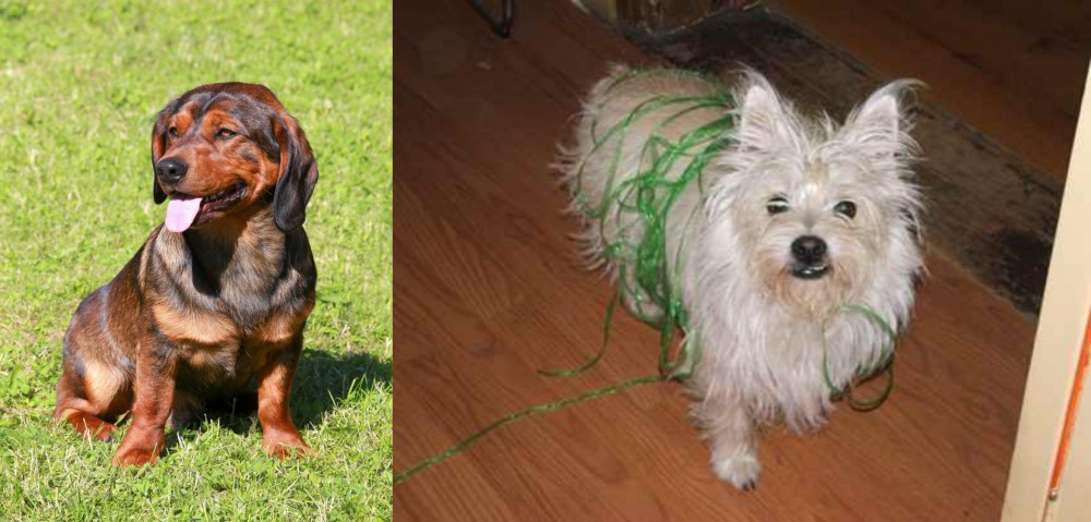 Cairland Terrier vs Alpine Dachsbracke - Breed Comparison