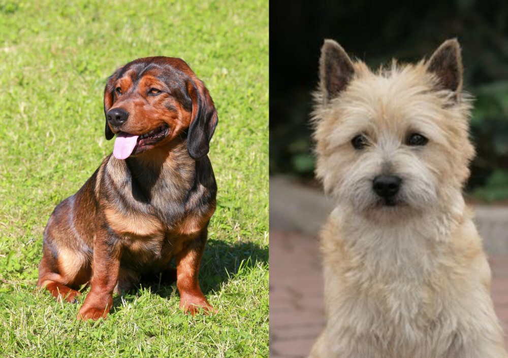 Cairn Terrier vs Alpine Dachsbracke - Breed Comparison