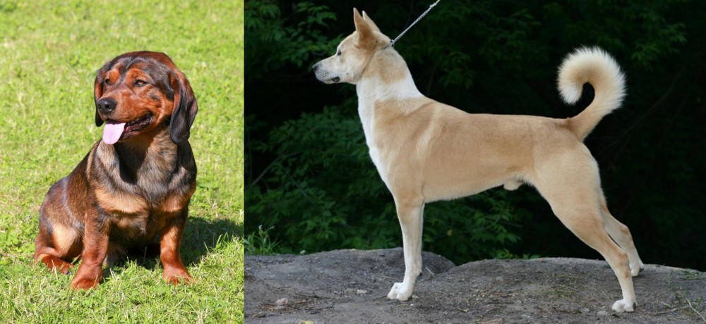 Canaan Dog vs Alpine Dachsbracke - Breed Comparison