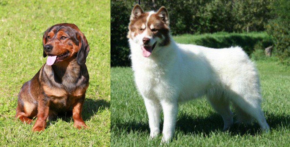 Canadian Eskimo Dog vs Alpine Dachsbracke - Breed Comparison