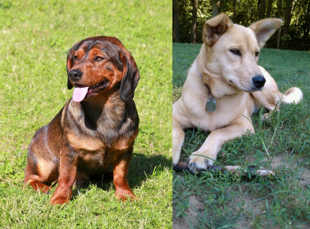 Carolina Dog vs Alpine Dachsbracke - Breed Comparison