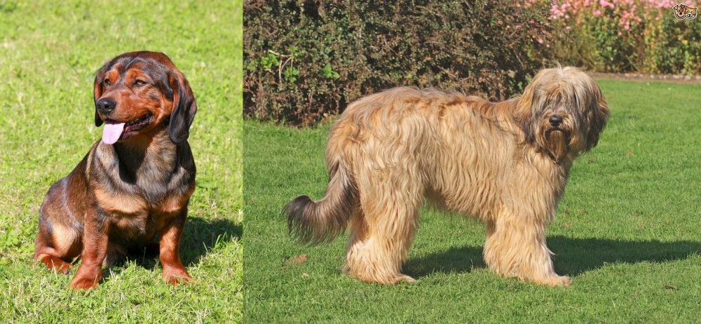 Catalan Sheepdog vs Alpine Dachsbracke - Breed Comparison