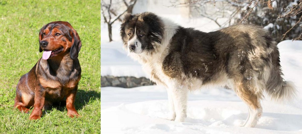 Caucasian Shepherd vs Alpine Dachsbracke - Breed Comparison