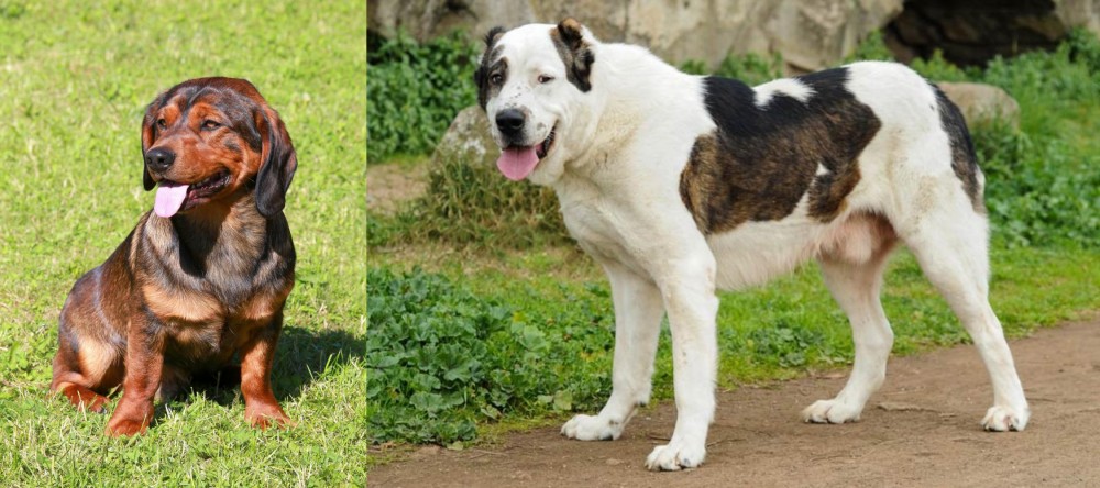 Central Asian Shepherd vs Alpine Dachsbracke - Breed Comparison