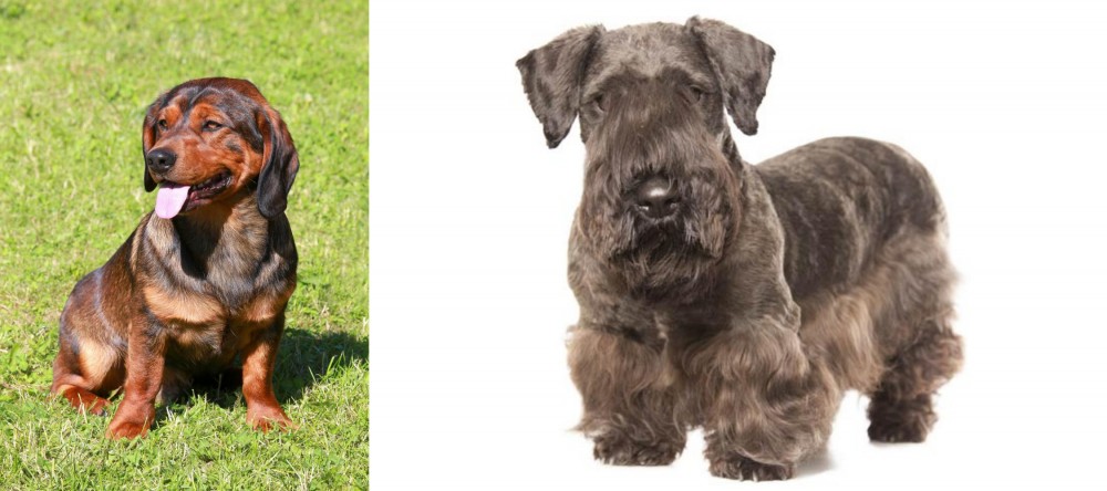 Cesky Terrier vs Alpine Dachsbracke - Breed Comparison