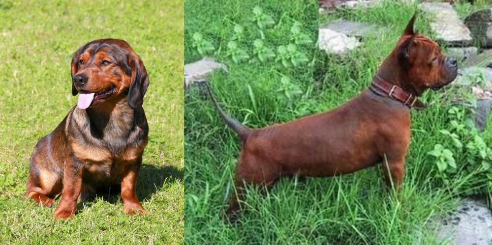 Chinese Chongqing Dog vs Alpine Dachsbracke - Breed Comparison