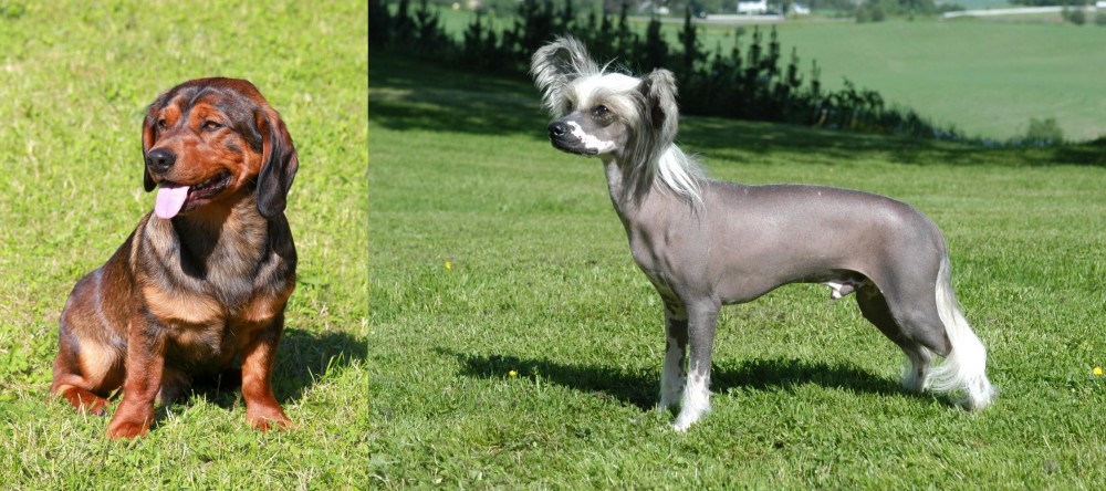 Chinese Crested Dog vs Alpine Dachsbracke - Breed Comparison