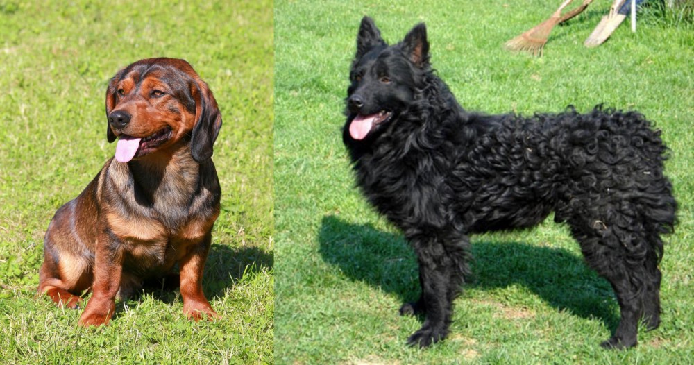 Croatian Sheepdog vs Alpine Dachsbracke - Breed Comparison