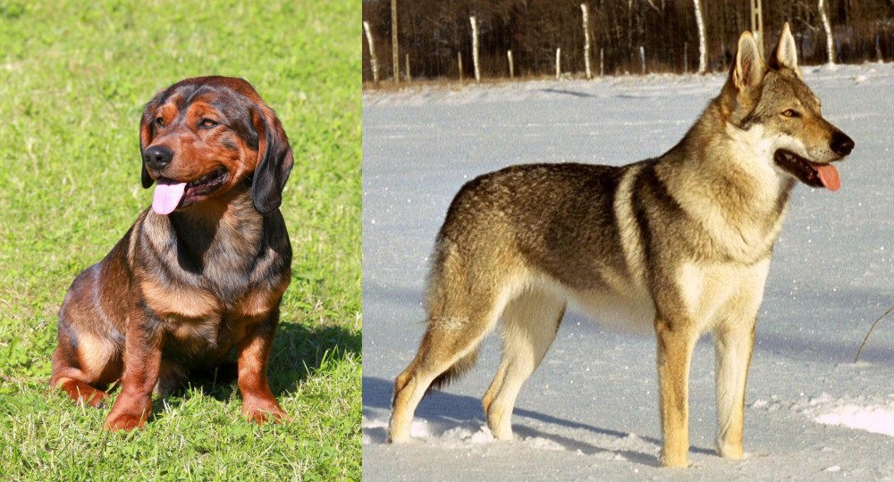 Czechoslovakian Wolfdog vs Alpine Dachsbracke - Breed Comparison
