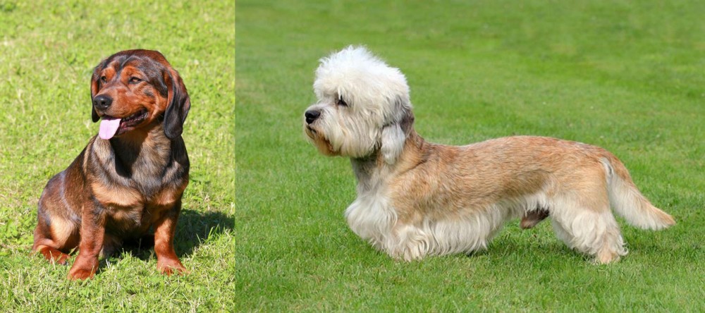 Dandie Dinmont Terrier vs Alpine Dachsbracke - Breed Comparison
