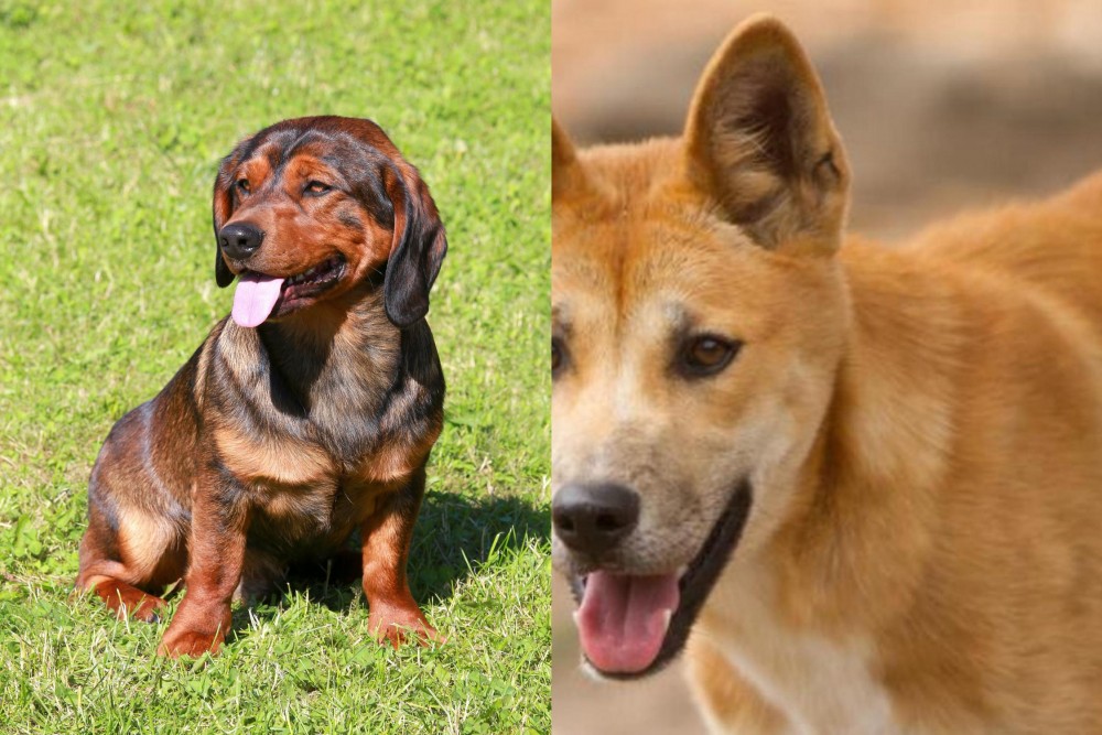 Dingo vs Alpine Dachsbracke - Breed Comparison