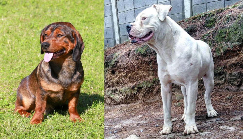 Dogo Guatemalteco vs Alpine Dachsbracke - Breed Comparison