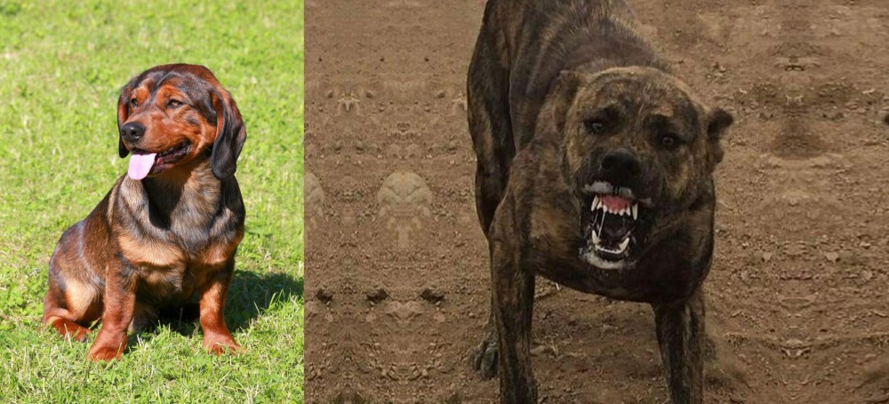 Dogo Sardesco vs Alpine Dachsbracke - Breed Comparison