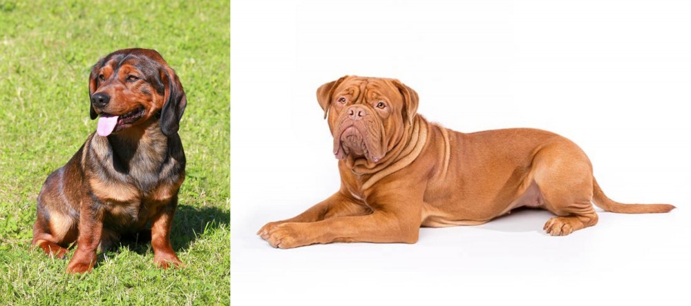 Dogue De Bordeaux vs Alpine Dachsbracke - Breed Comparison