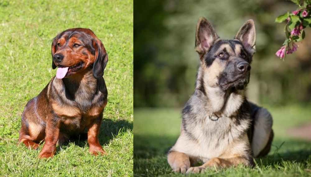 East European Shepherd vs Alpine Dachsbracke - Breed Comparison