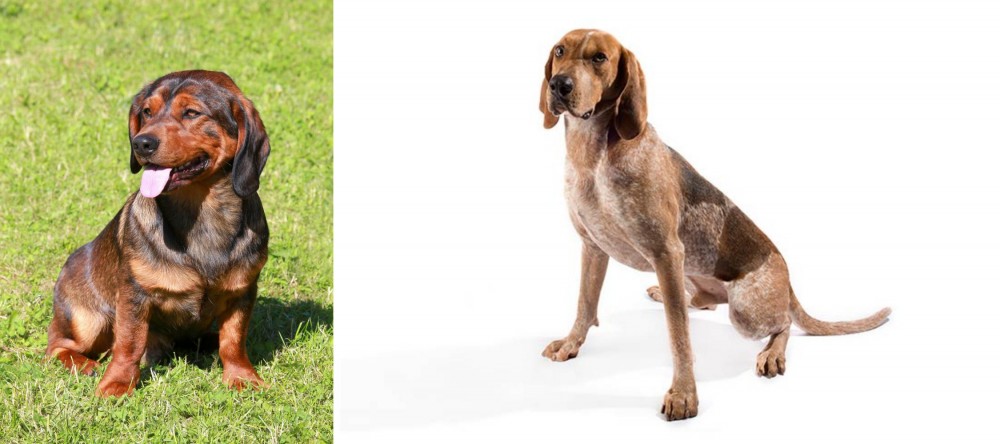 English Coonhound vs Alpine Dachsbracke - Breed Comparison